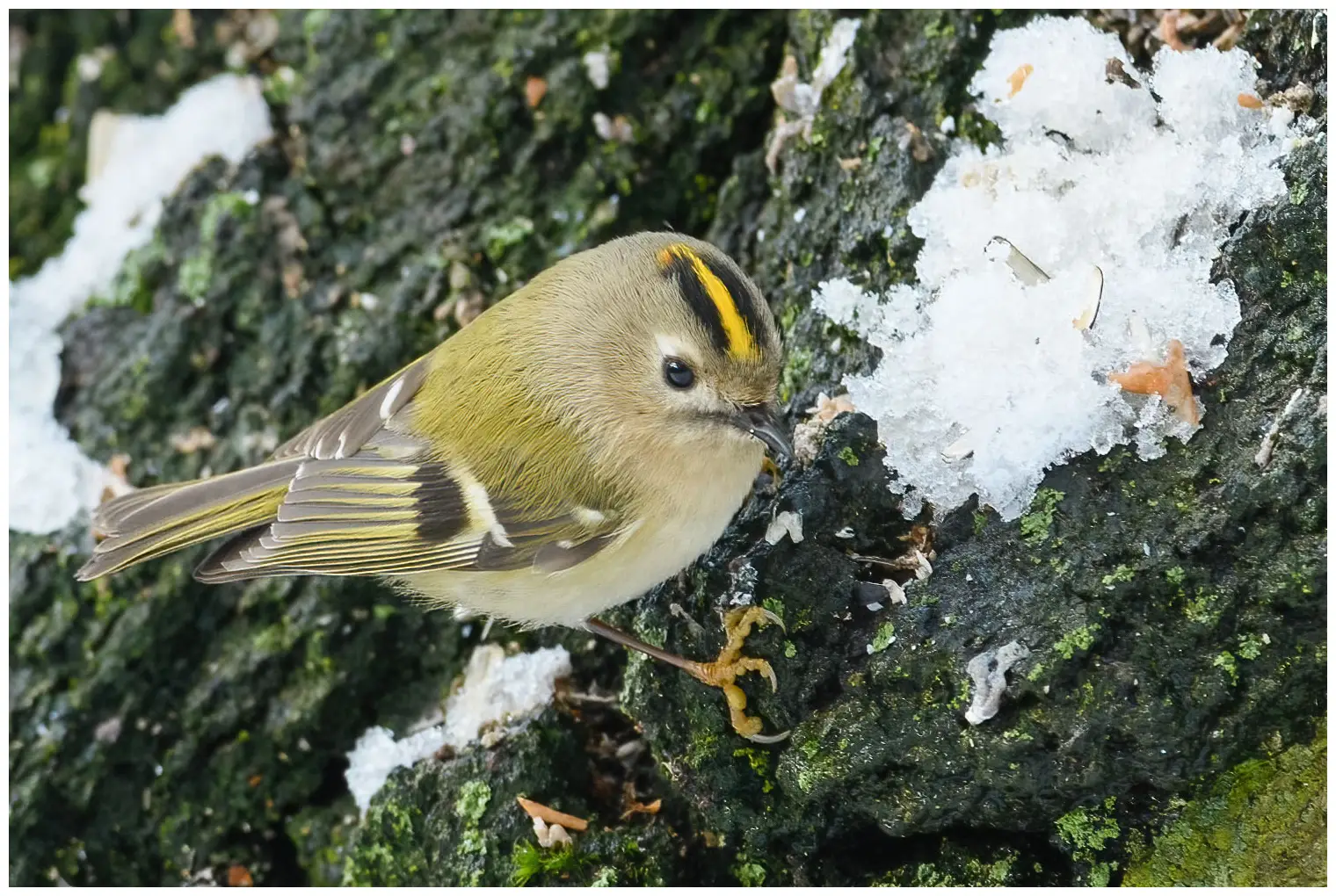 Goldcrest