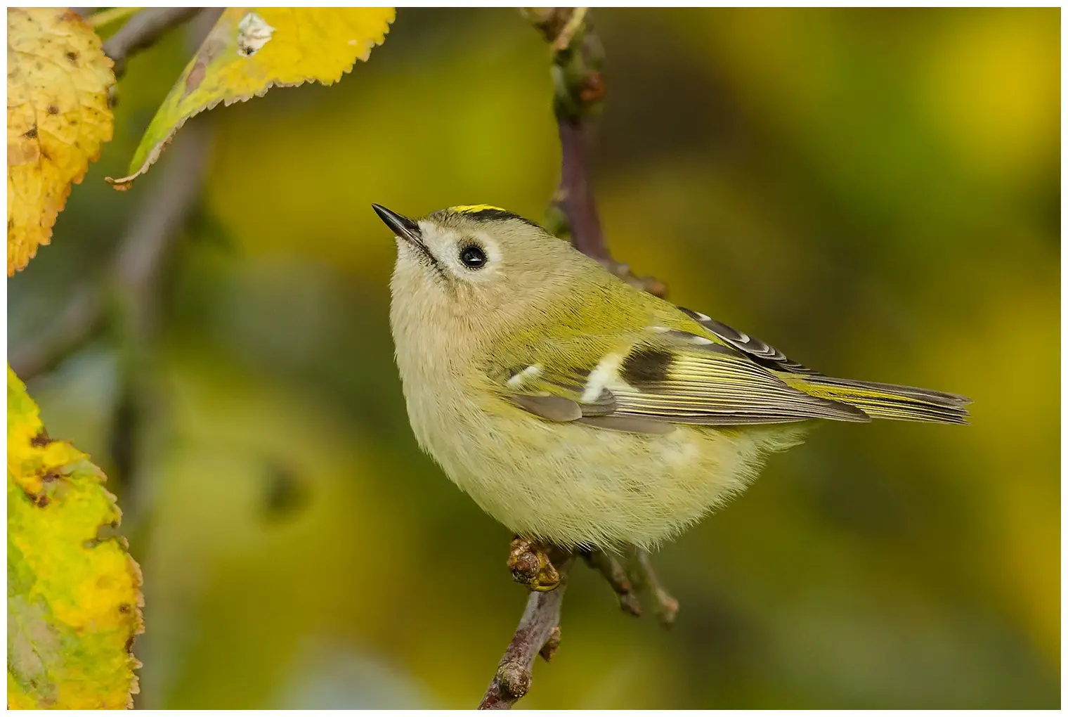Goldcrest