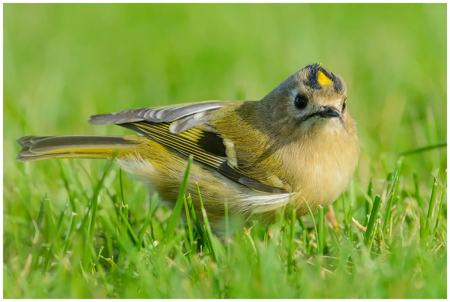 Goldcrest
