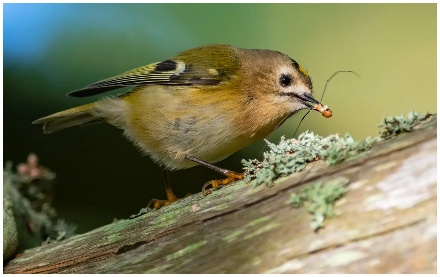 Goldcrest
