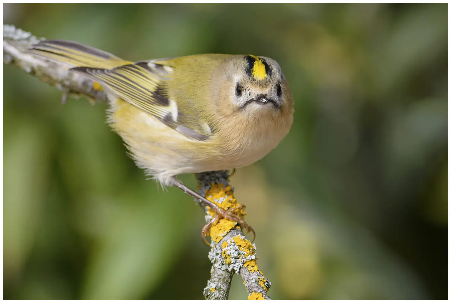 Goldcrest