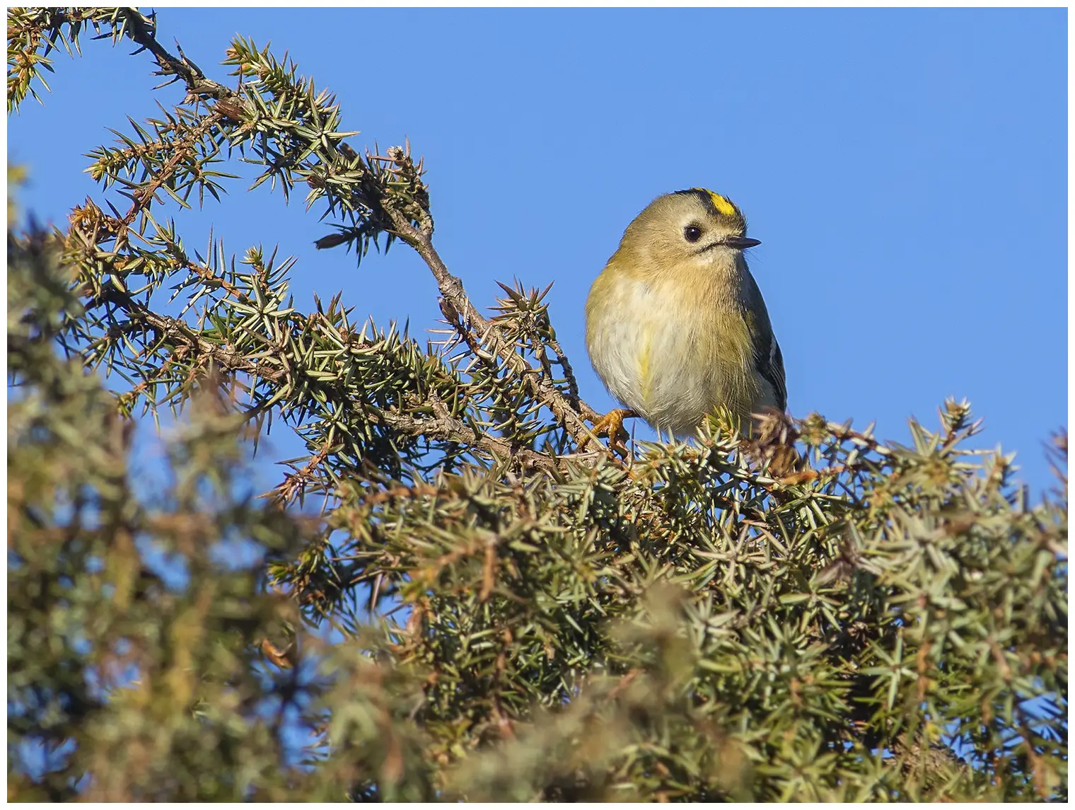 Goldcrest