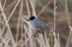 Blackcap