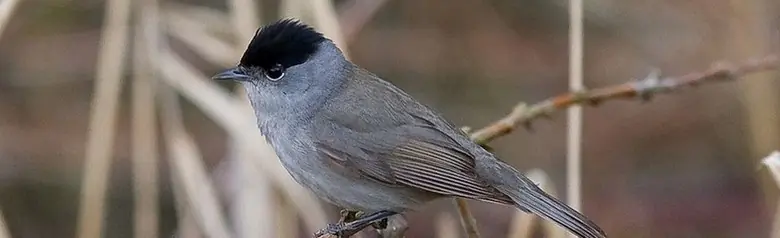 Blackcap. Seen from the side on a brownish background. Solid color in grayish shades except for a black skullcap (male).