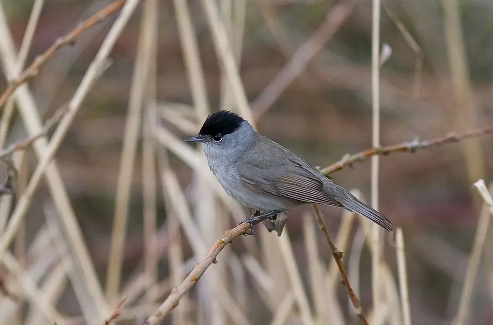 Blackcap. Seen from the side on a brownish background. Solid color in grayish shades except for a black skullcap (male).