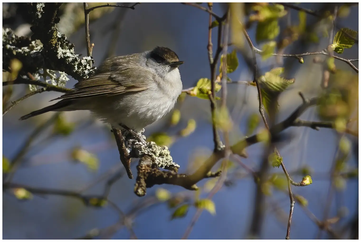 Blackcap