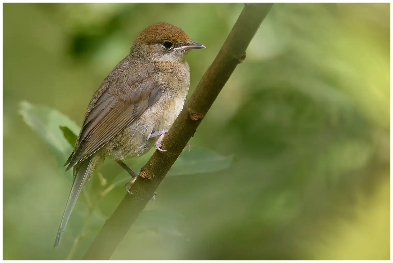 Blackcap