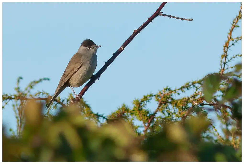 Blackcap