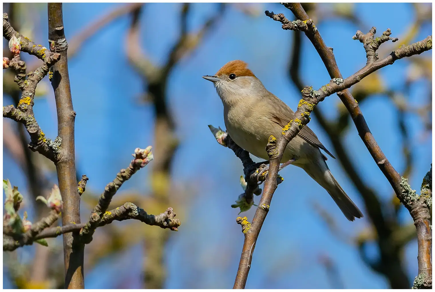 Blackcap