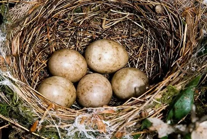 Blackcap