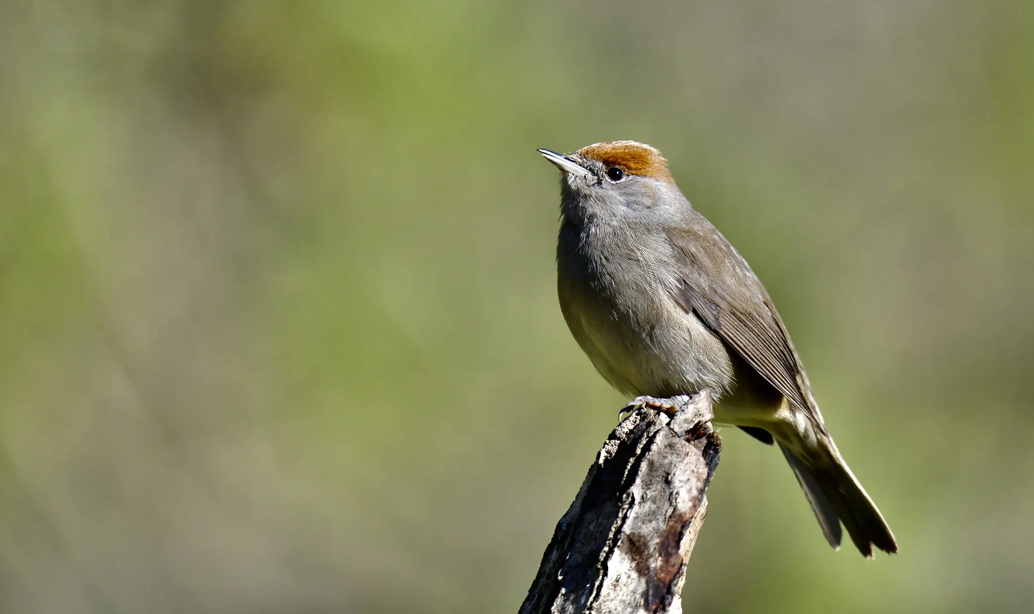 Blackcap