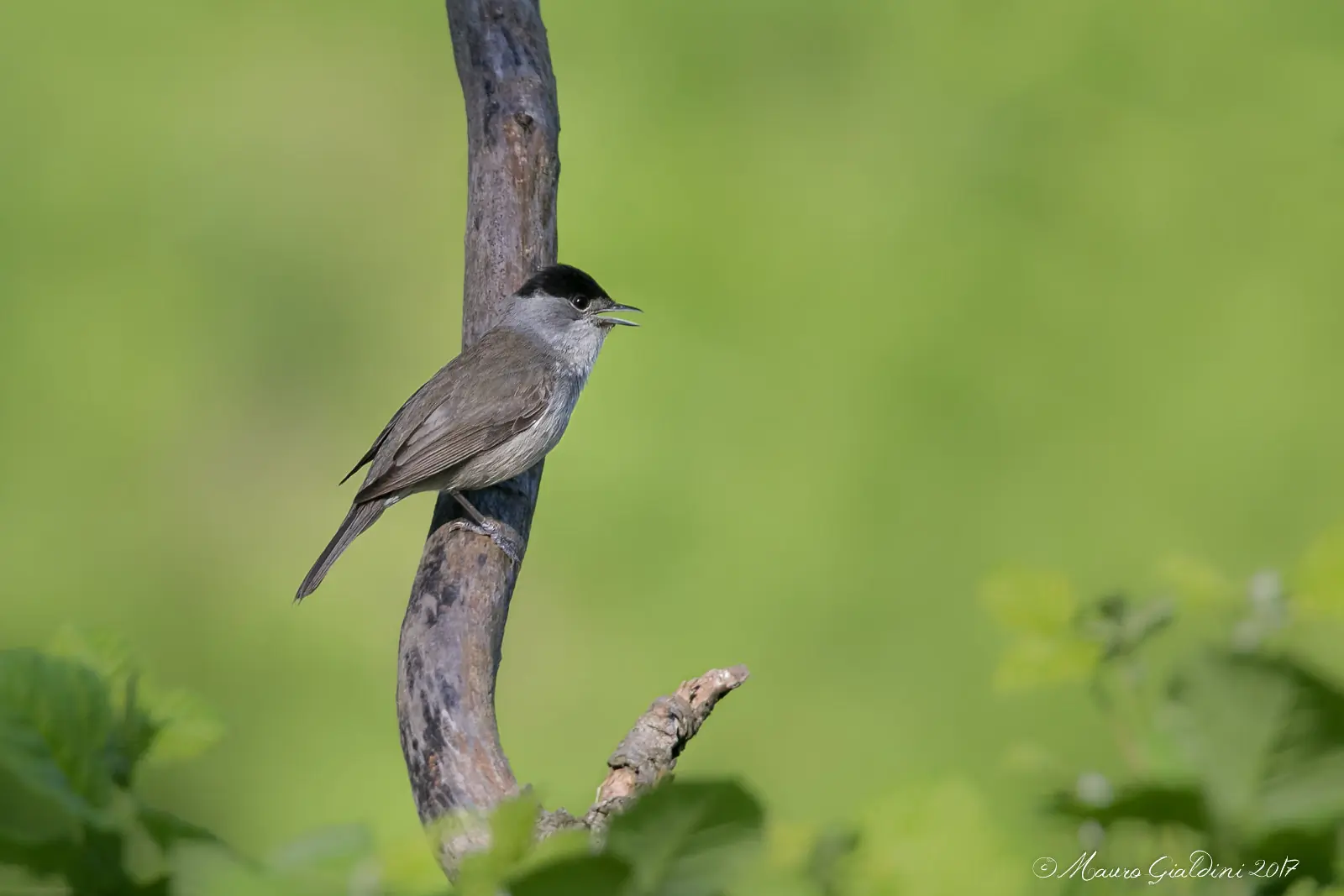 Blackcap