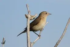 Garden Warbler