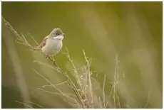 Whitethroat