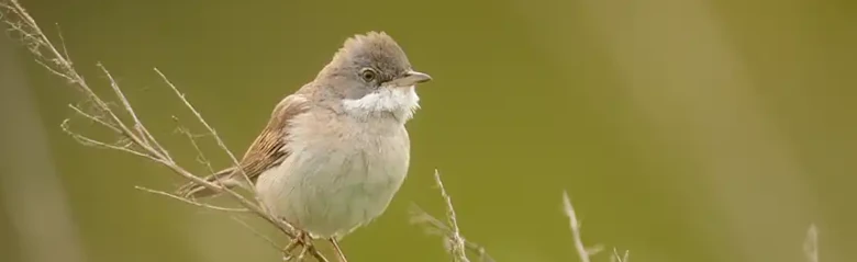 Whitethroat. Sitting on a withered plant stem. White neck, golden brown wings and grey head.
