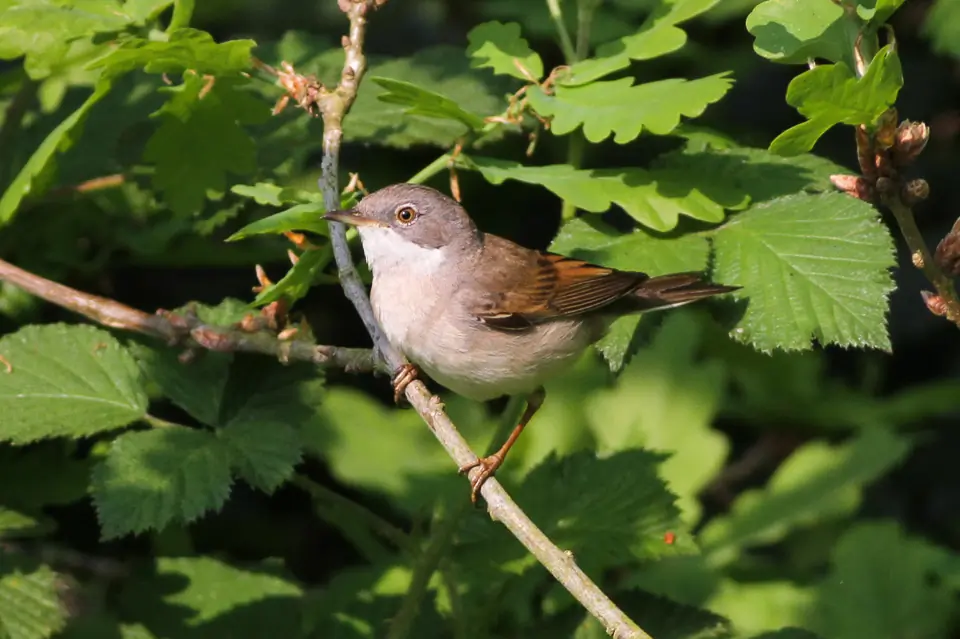 Whitethroat