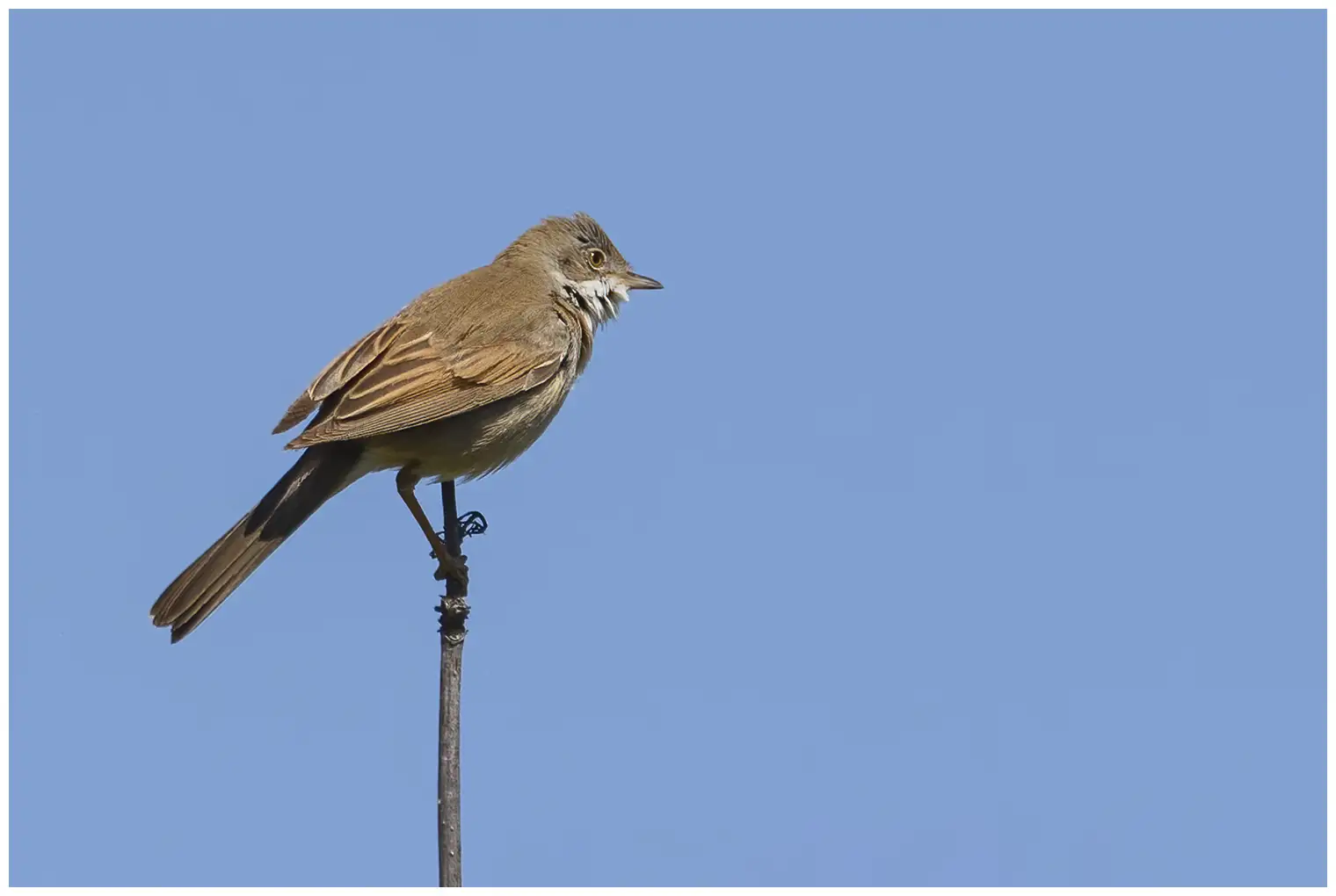 Whitethroat