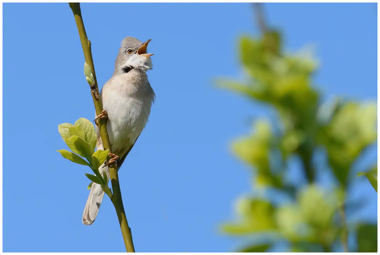 Whitethroat