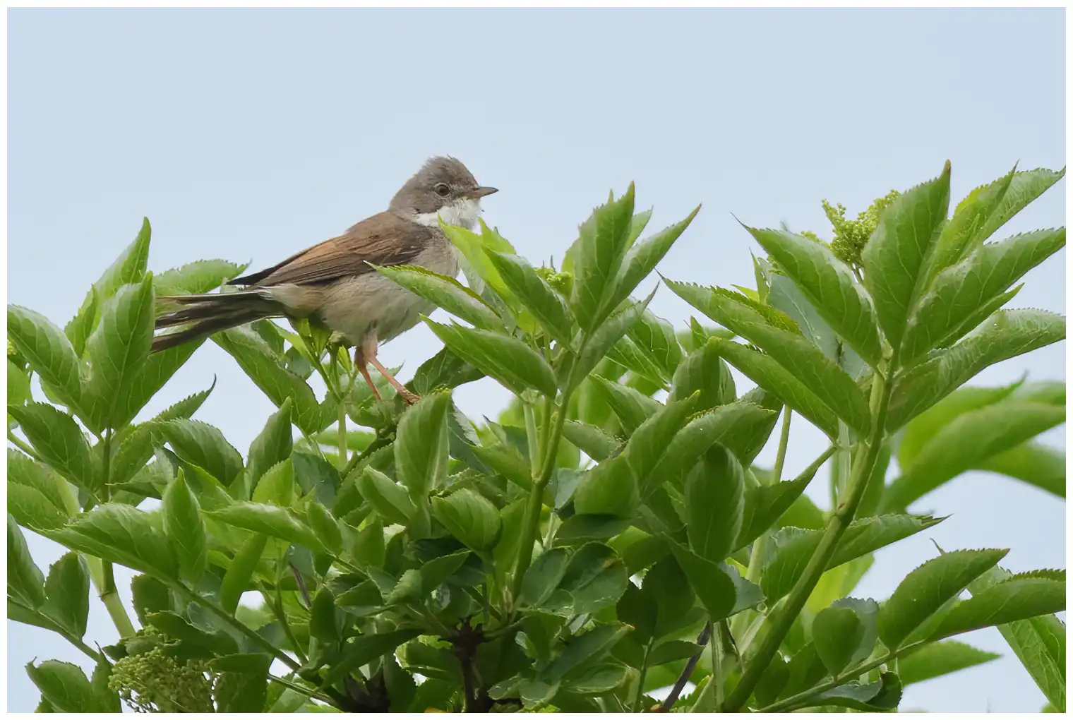 Whitethroat