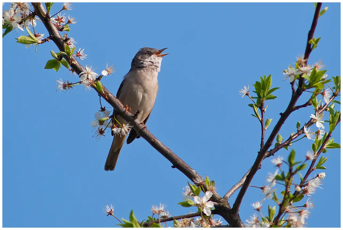 Whitethroat