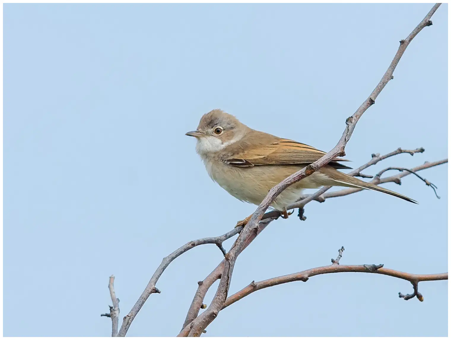Whitethroat