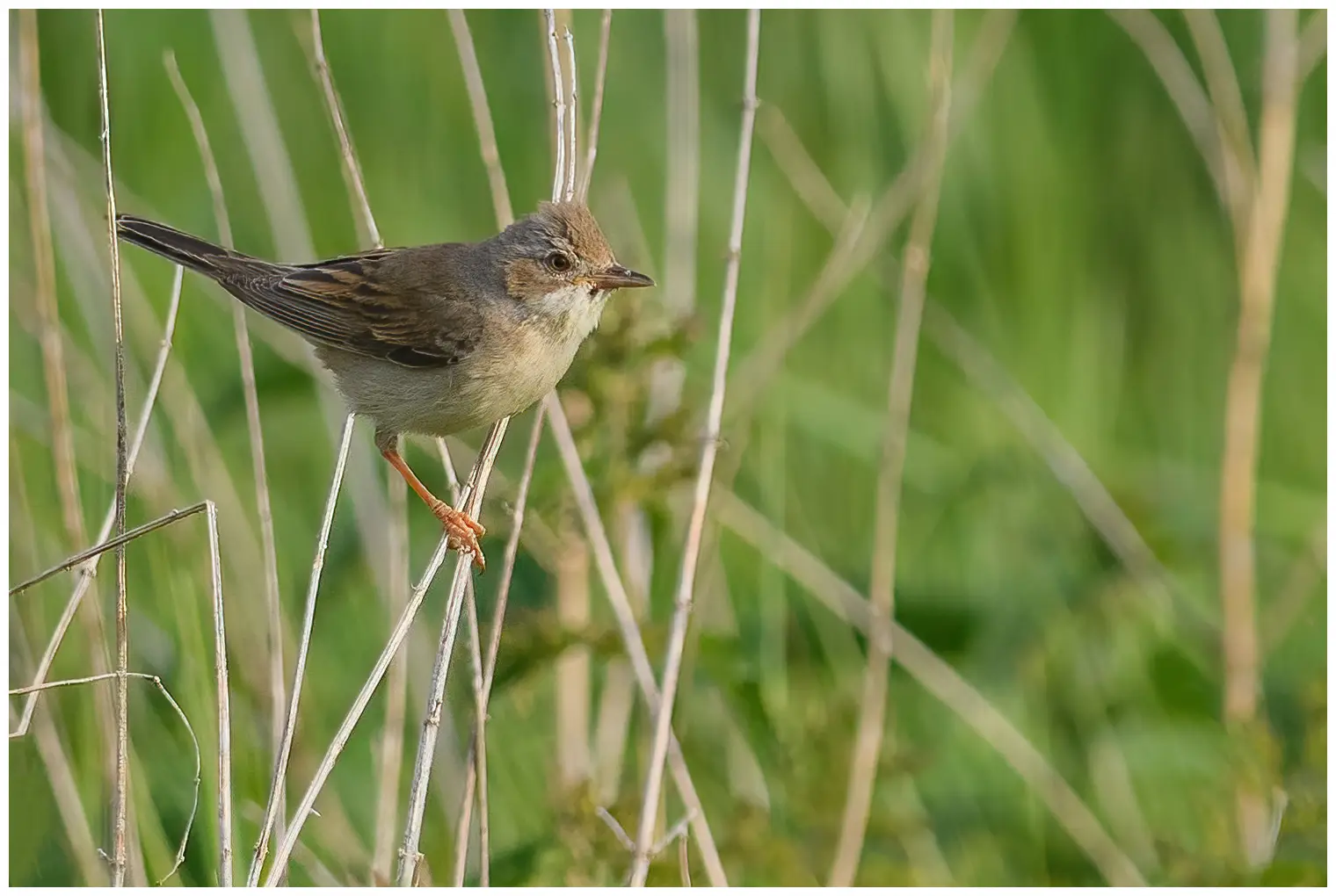 Whitethroat