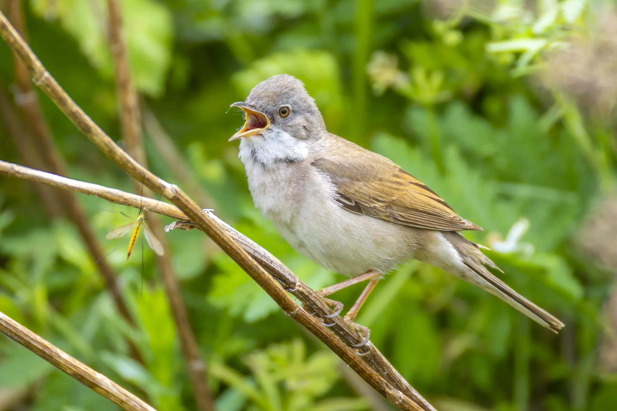 Whitethroat