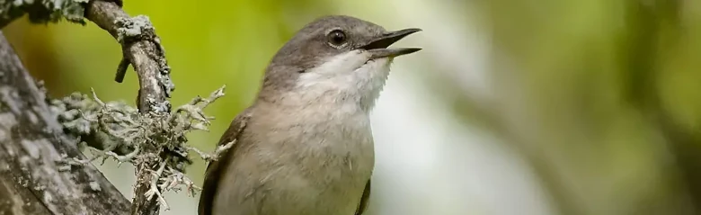 Lesser Whitethroat. Singing on a branch. A small, grayish-brown warbler with a white throat and dark legs.