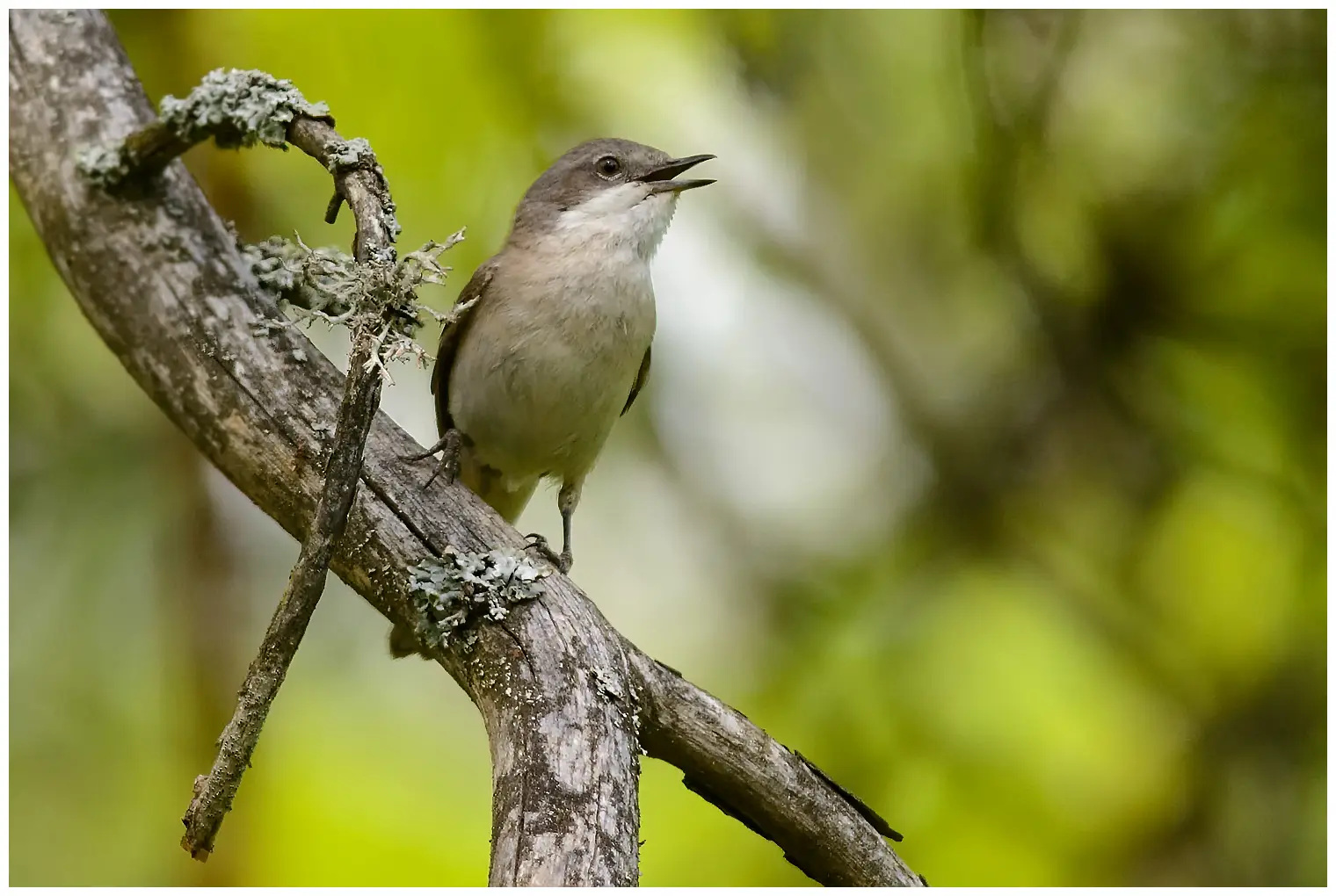 Lesser Whitethroat. Singing on a branch. A small, grayish-brown warbler with a white throat and dark legs.
