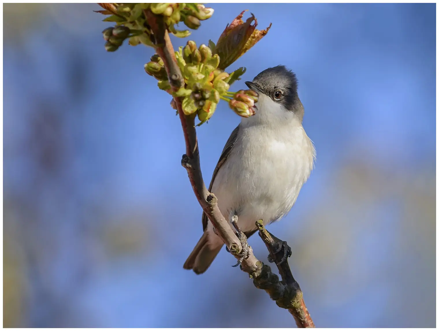 Lesser Whitethroat