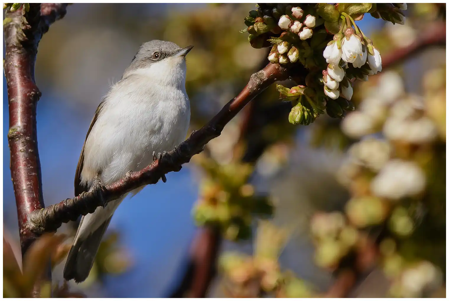 Lesser Whitethroat