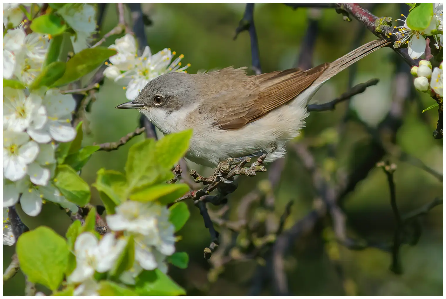 Lesser Whitethroat