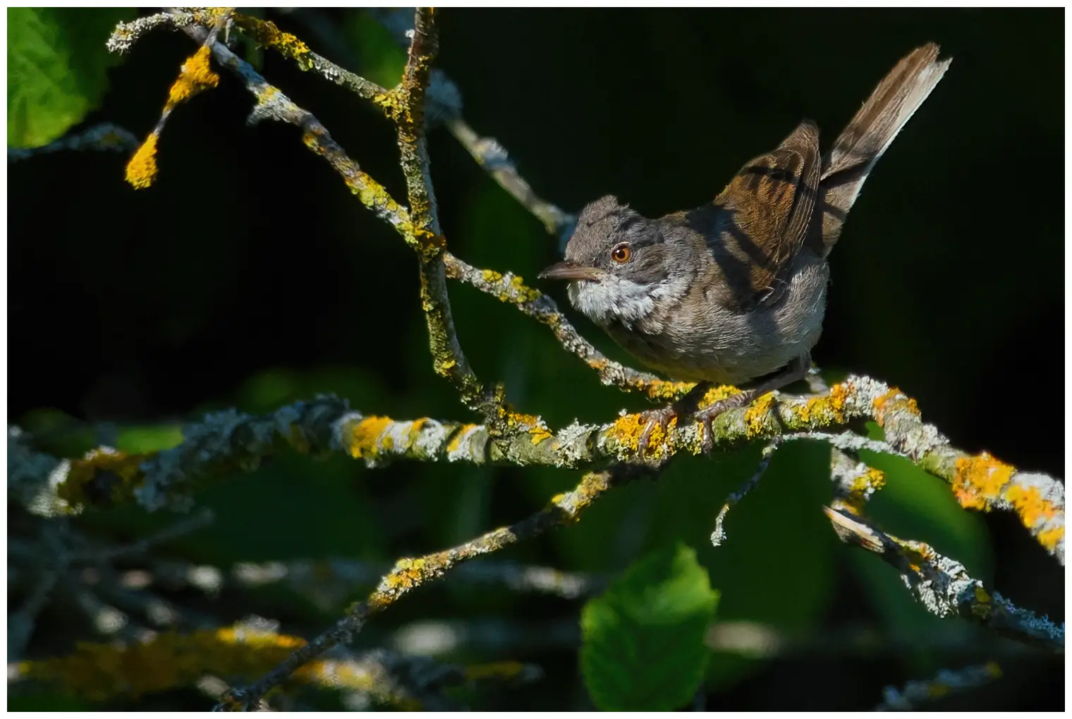 Lesser Whitethroat