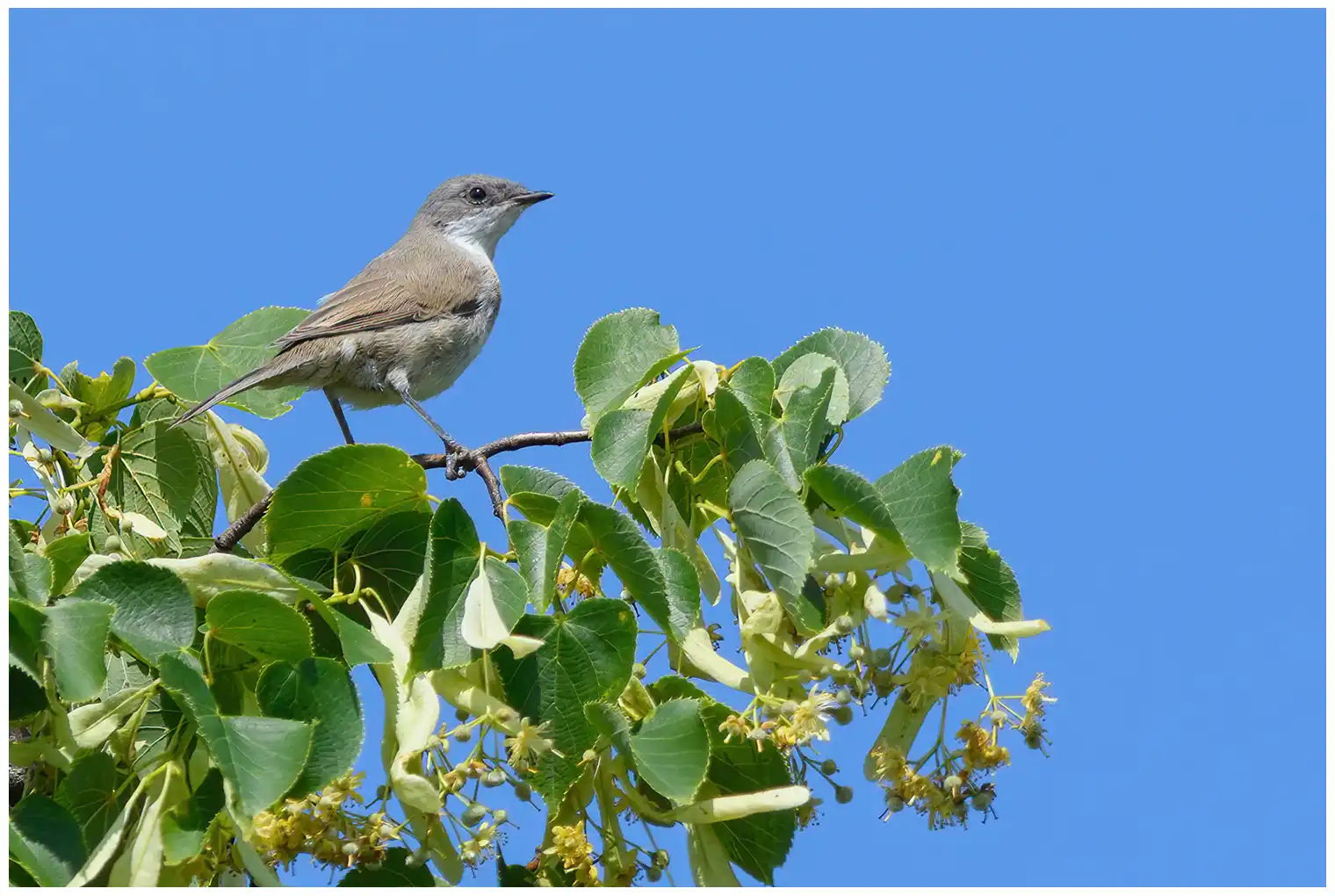 Lesser Whitethroat
