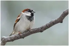 House Sparrow
