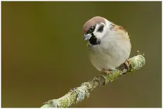 Tree Sparrow
