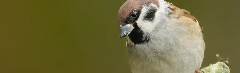 Tree Sparrow. Here sitting on a branch with a blurred background. Black spot on the white cheek and chocolate brown skullcap.
