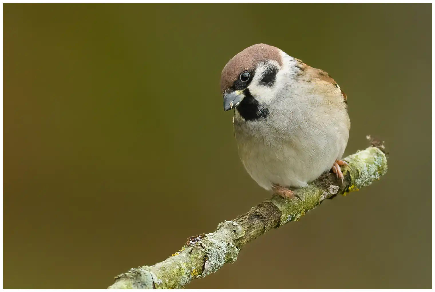 Tree Sparrow. Here sitting on a branch with a blurred background. Black spot on the white cheek and chocolate brown skullcap.