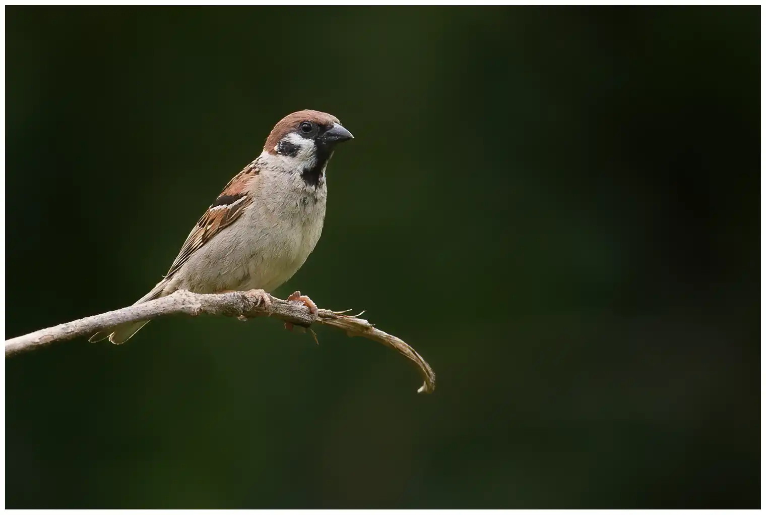 Tree Sparrow