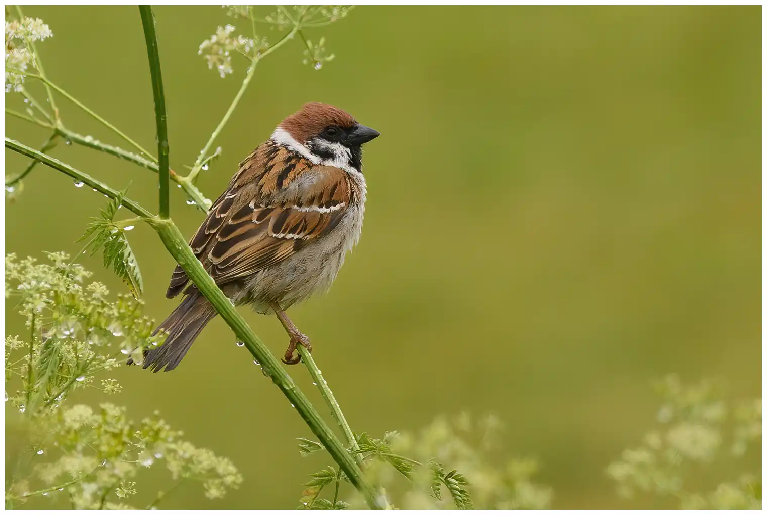 Tree Sparrow