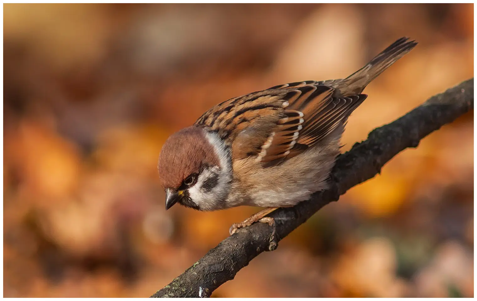 Tree Sparrow