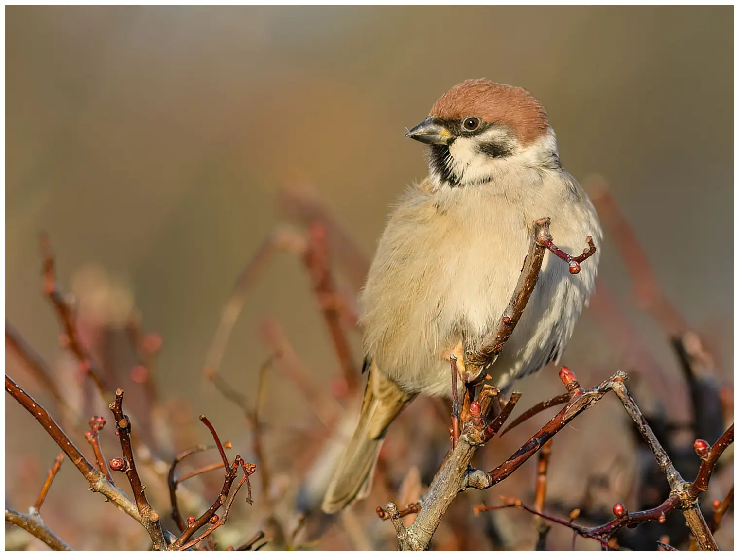 Tree Sparrow