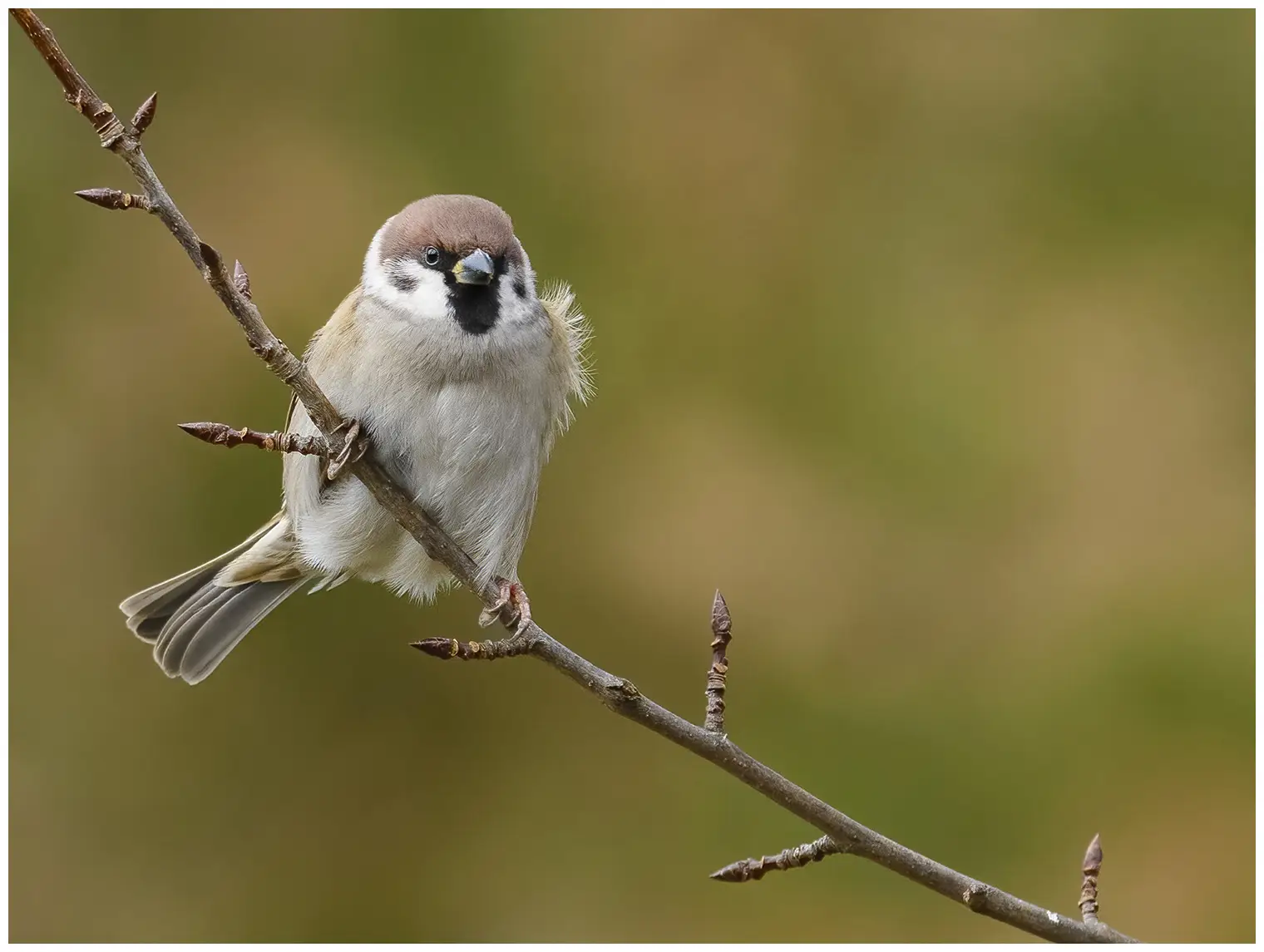 Tree Sparrow