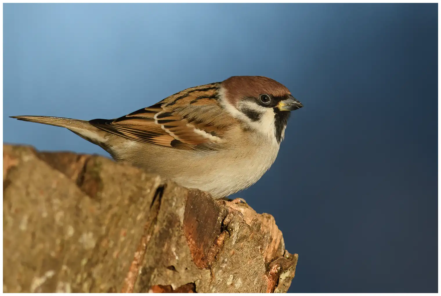 Tree Sparrow