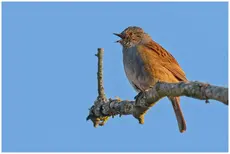 Dunnock