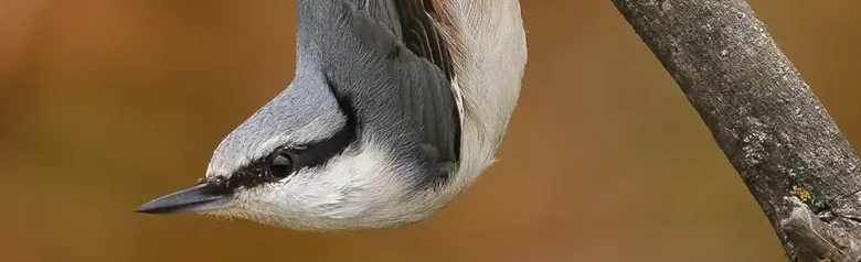 Wood Nuthatch. Here it is sitting upside down on a branch, with its head facing downwards. Strong beak, short tail and black eye stripe.