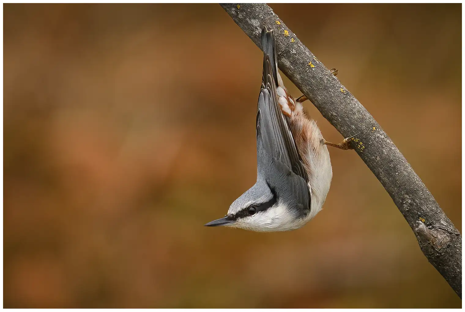 Wood Nuthatch. Here it is sitting upside down on a branch, with its head facing downwards. Strong beak, short tail and black eye stripe.
