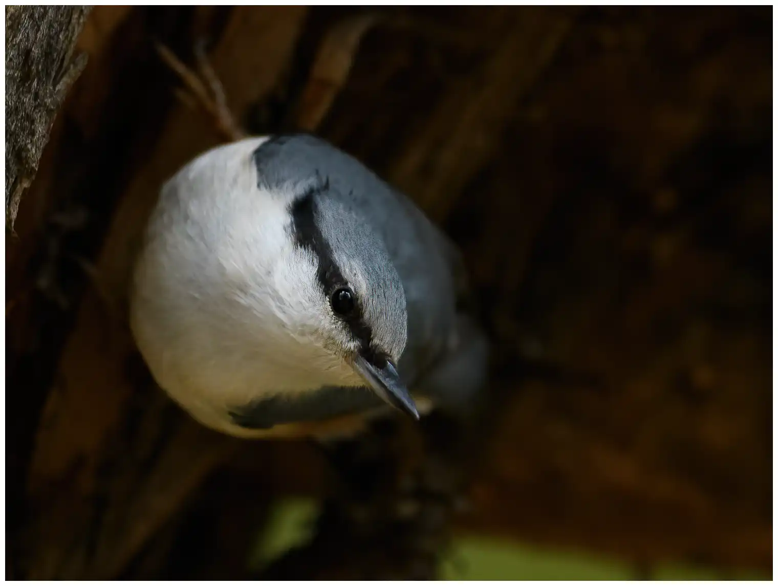 Wood Nuthatch