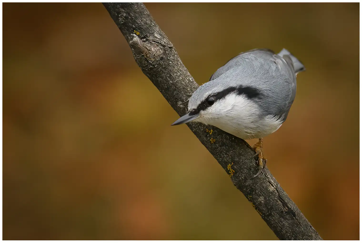 Wood Nuthatch