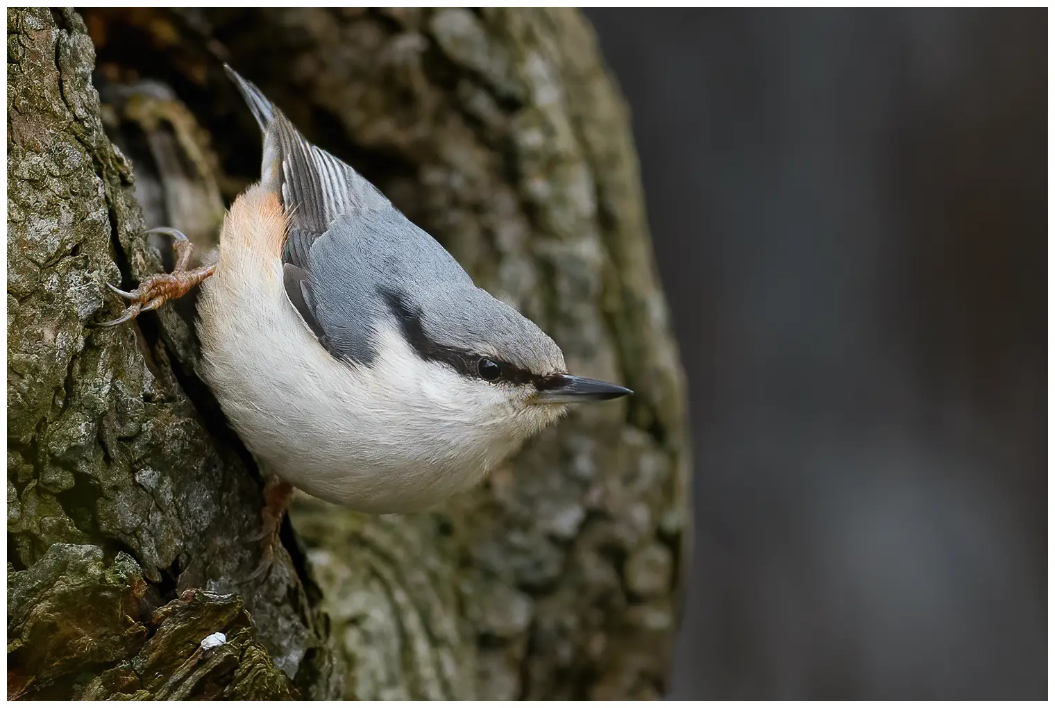 Wood Nuthatch